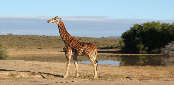 Polokwane-Game-Reserve